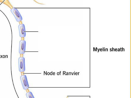 <p>Nodes of Ranvier</p>