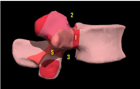 <p>incisura vertebralis superior </p>
