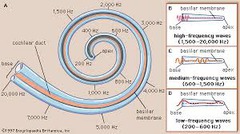 in hearing, the theory that links the pitch we hear with the place where the cochlea's membrane is stimulated. (Myers Psychology for AP 2e p. 199)
