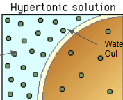 <p>more solutes than water</p>