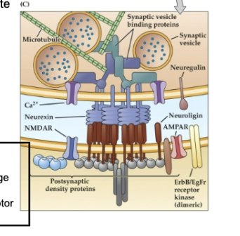 <p>Figure 23.10 Molecular mechanisms involved in synapse formation- Synapatogenesis</p><p>Figure C</p>
