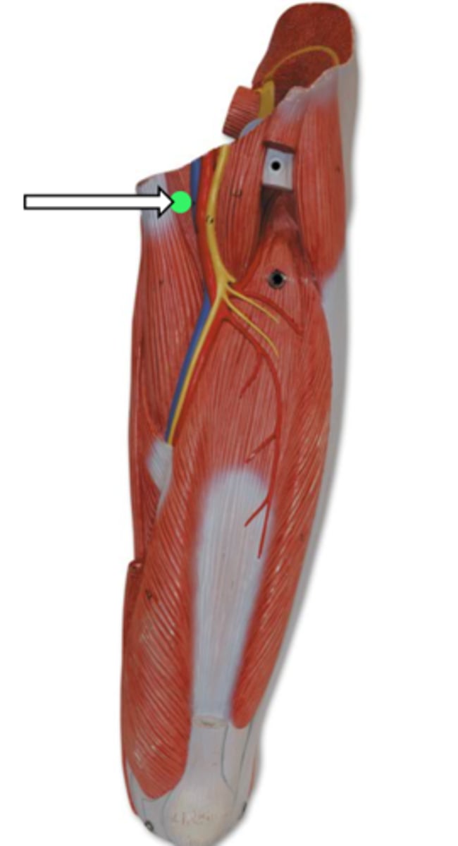 <p>pectineus (function)</p>