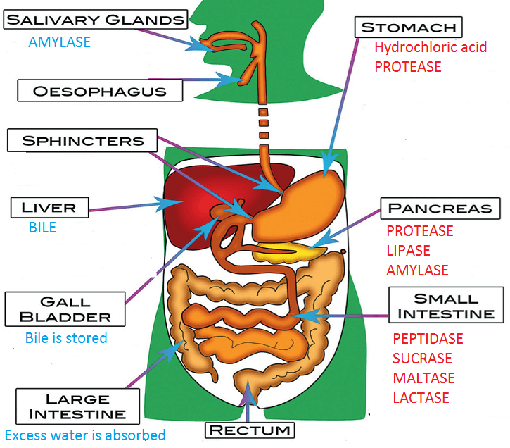 <p>Intestinal enzymes</p>