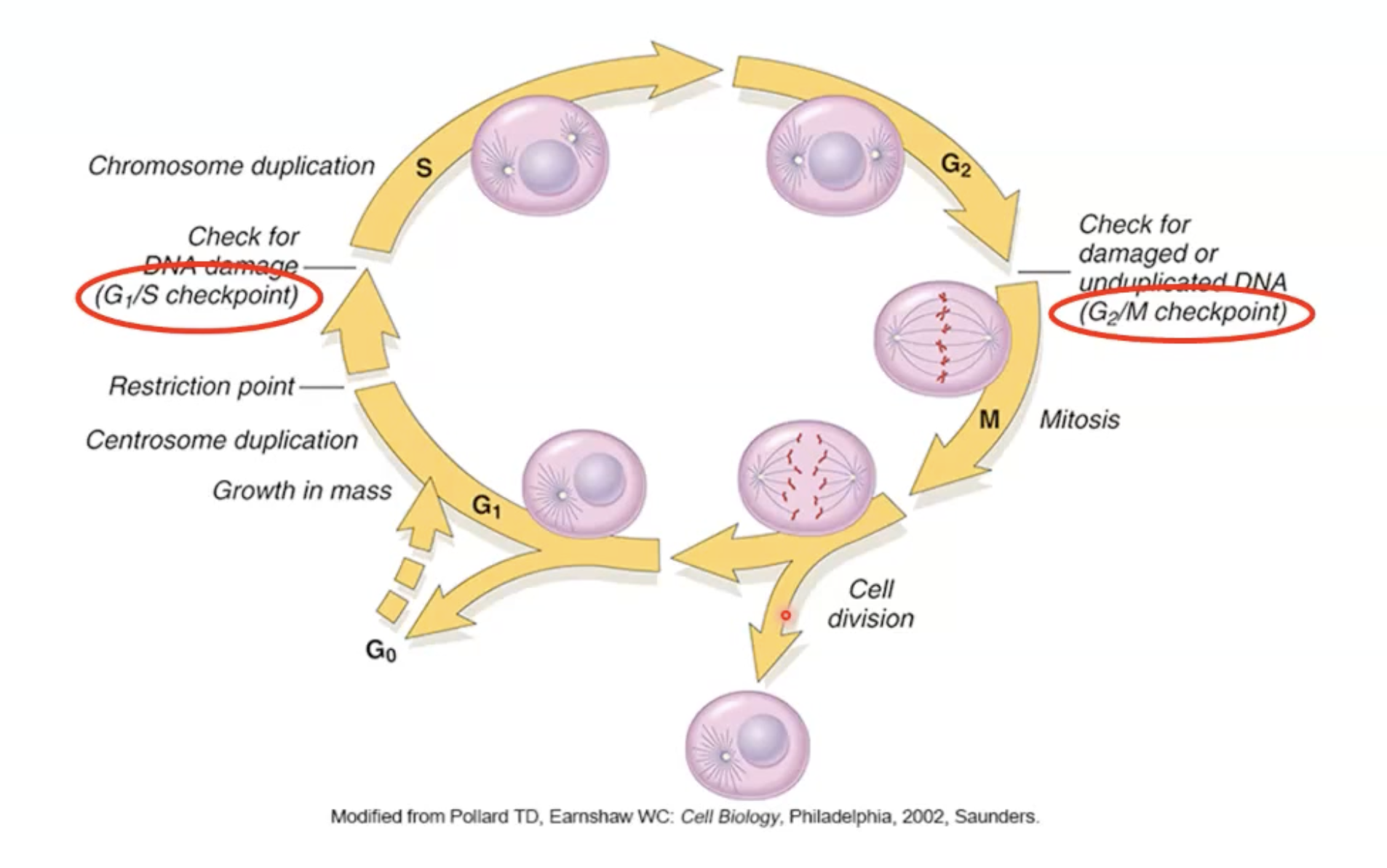 <p>G0 = arrest phase of cell</p><p>G1 = all cell content expect chromosomes are duplicated</p><p>S = chromosomal replication</p><p>G2 =1,000,000 mg² integrity of duplicated genome is checked and corrected</p><p>M = mitosis</p><p>Growth factors coax cells in G0 back into G1</p><p>Restriction point: cell irreversibly committed to cell cycle progression or apoptosis</p>