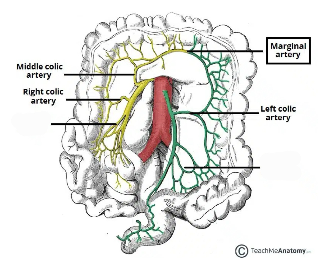 <p>right, middle, and left colic arteries </p>
