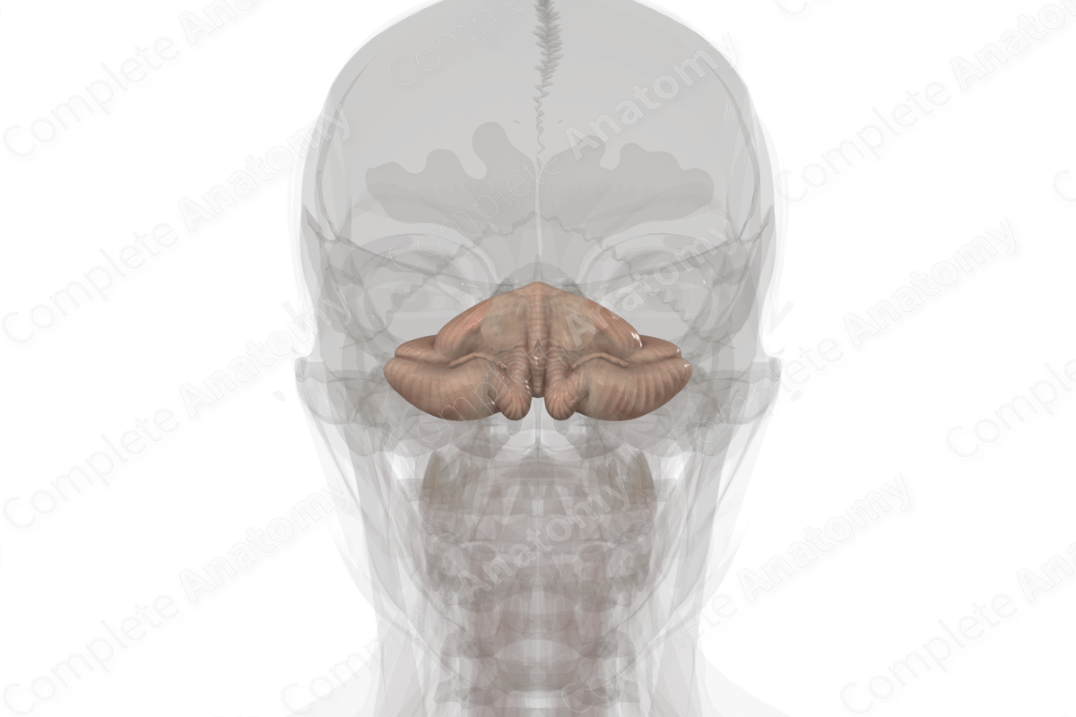 <p>Large brain mass lying posterior to the pons and medulla and inferior to the posterior part of the cerebrum. It lies beneath the tentorium cerebelli in the posterior cranial fossa. It consists of two lateral hemispheres that are united by a narrow middle part, the vermis</p>