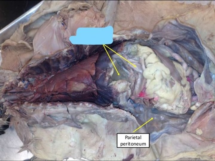 <p>the inner layer of the peritoneum that surrounds the organs of the abdominal cavity</p>