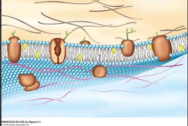 <p>What do the brown structures represent?</p>