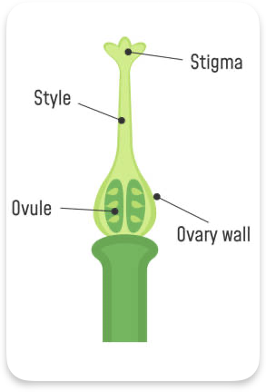 <p>Carpel </p>