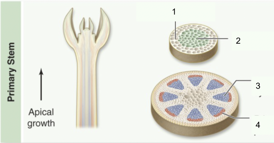 2; primary meristem that produces primary vascular tissue