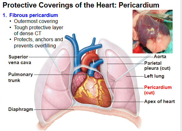 <p>Fibrous pericardium </p>