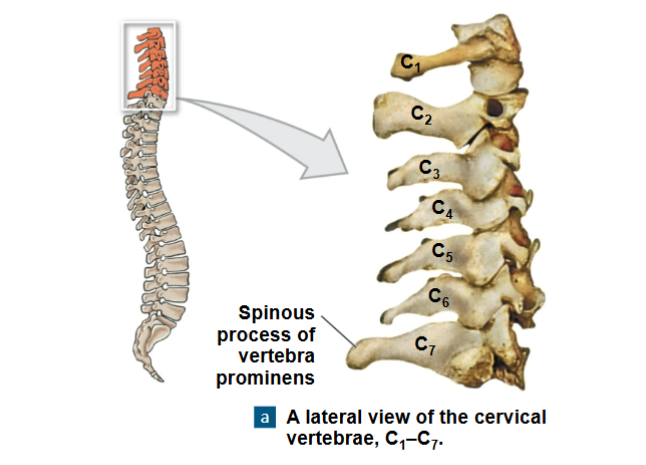 <p>- triangular vertebral foramen</p><p>- transverse processes contain foramen for vertebral arteries traveling to brain</p><p>- C7 (vertebra prominens) landmark for counting vertebra</p>