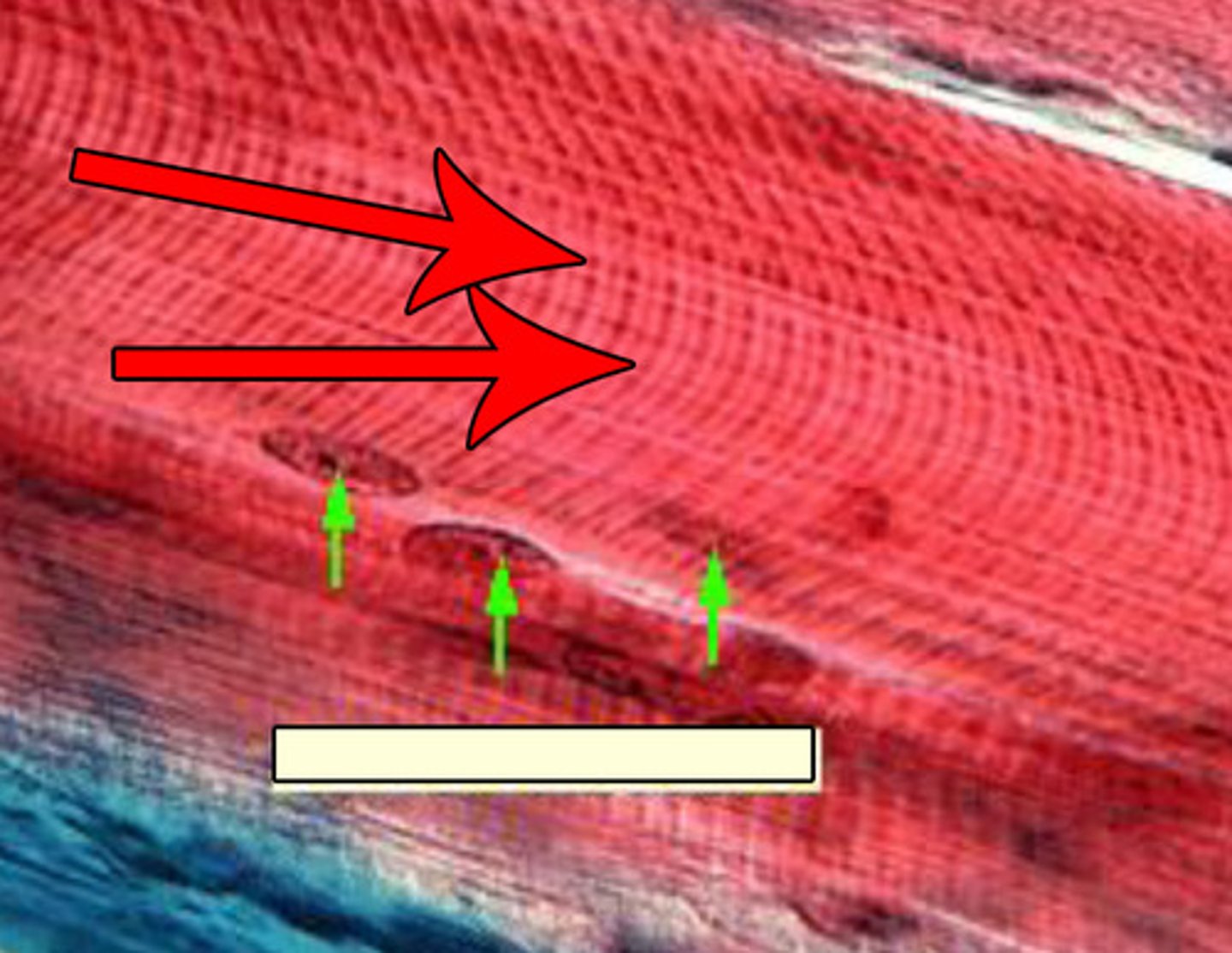 <p>Alternate dark and light bands found on skeletal and cardiac muscle.</p>