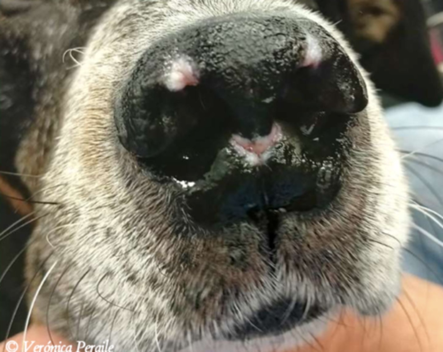 <p>¿lesión?</p><p>¿primaria o secundaria?</p>