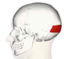 <p>pulls scalp posteriorly</p>