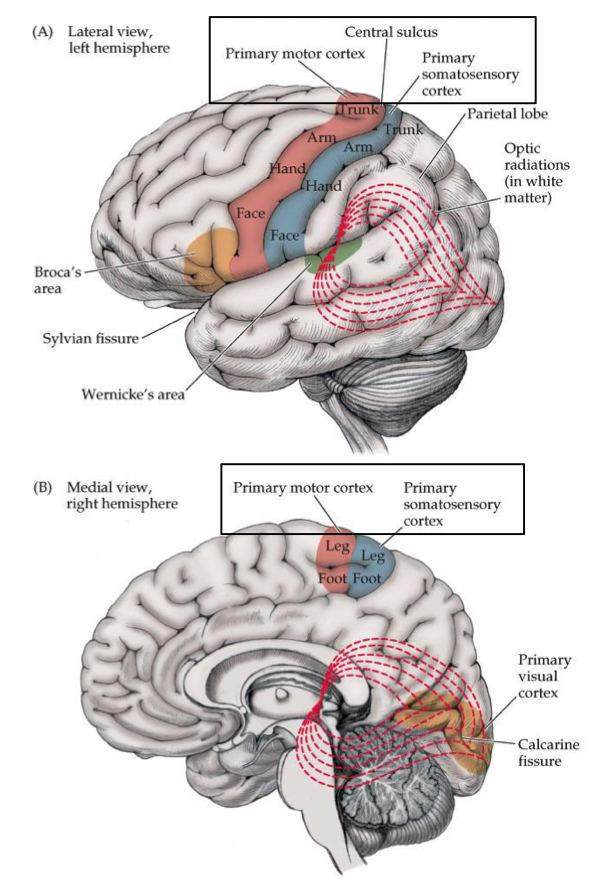 <p>somatotopic organization</p>
