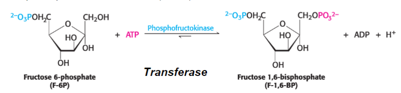 <p>it causes the carbohydrate to be trapped in the fructose form (irreversible reaction catalyzed by allosteric enzyme phosphofructokinase (PFK)</p>