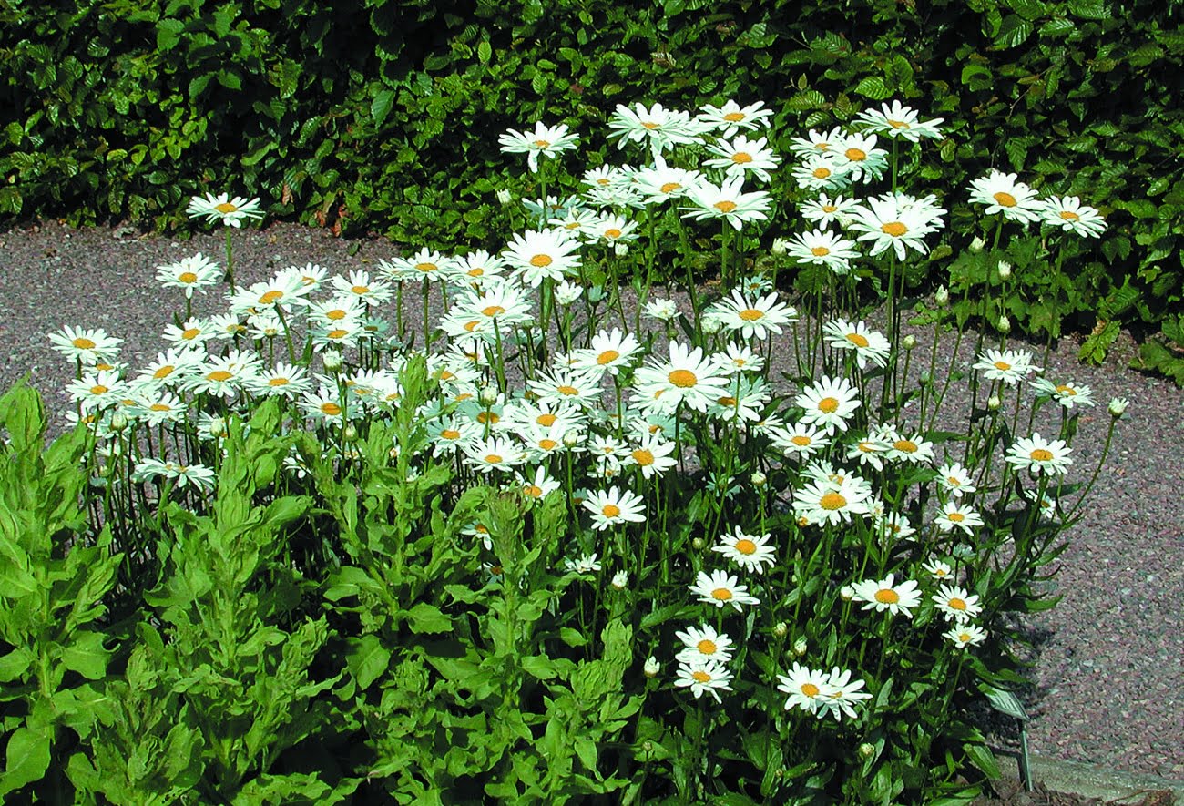 <p>Vilken blomma? </p>