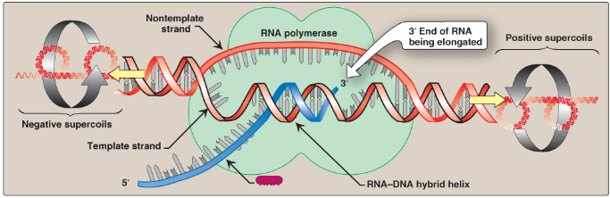 <p>Label this section of the transcription bubble.</p>