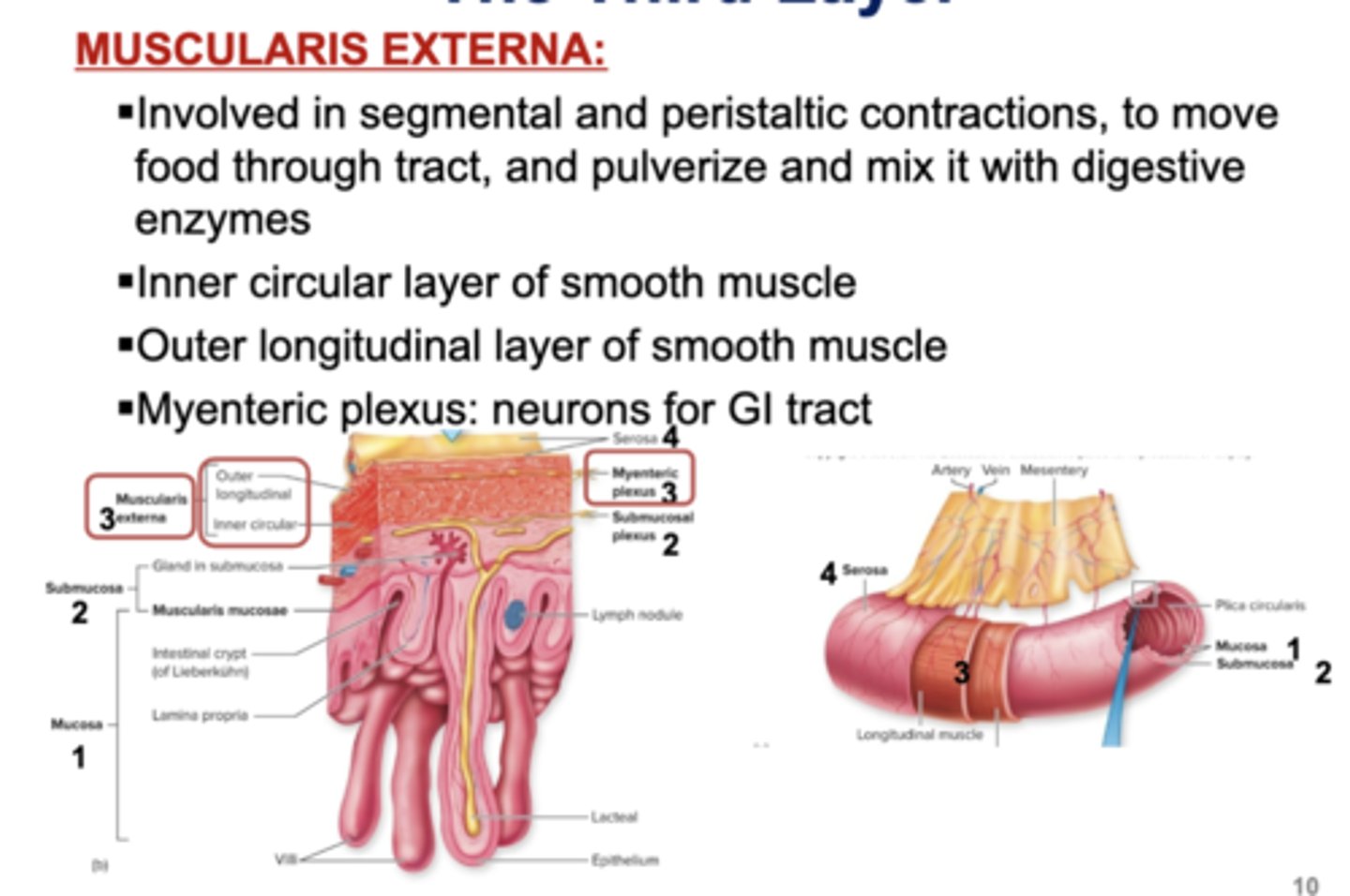 <p>☆ Muscularis Externa:</p><p>- Involved in segmental and peristaltic contraction, to move food through tract, and pulverize and mix it with digestive enzymes</p><p>- Inner circular layer of smooth muscle</p><p>- Outer longitudinal layer of smooth muscle</p><p>- Myenteric plexus: neurons for GI tract</p>