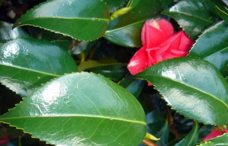 <p><strong>Camellia (<em>Camellia japonica</em>)</strong></p><ul><li><p class="">Evergreen</p></li><li><p class="">Glossy, dark green leaves with serrated edges</p></li><li><p class="">Large rose-like flowers in winter/spring</p></li><li><p class="">Likes acidic soil</p></li></ul><p></p>