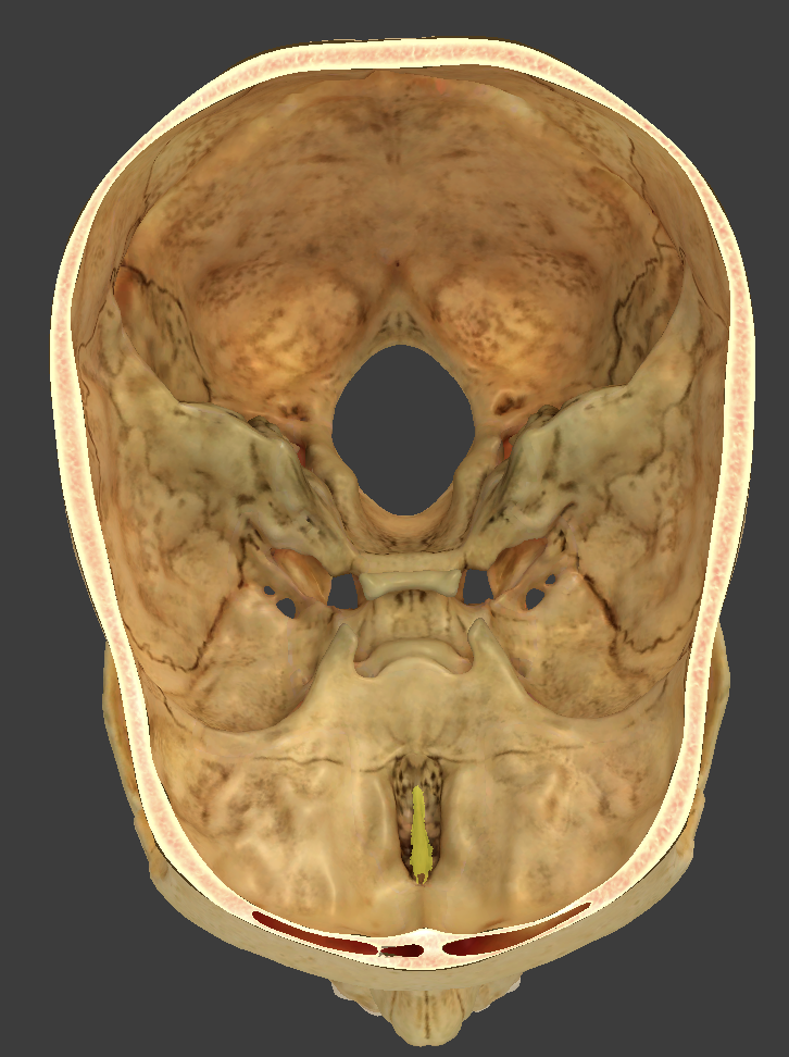 <p>median crest located on the&nbsp;cribriform plate</p>
