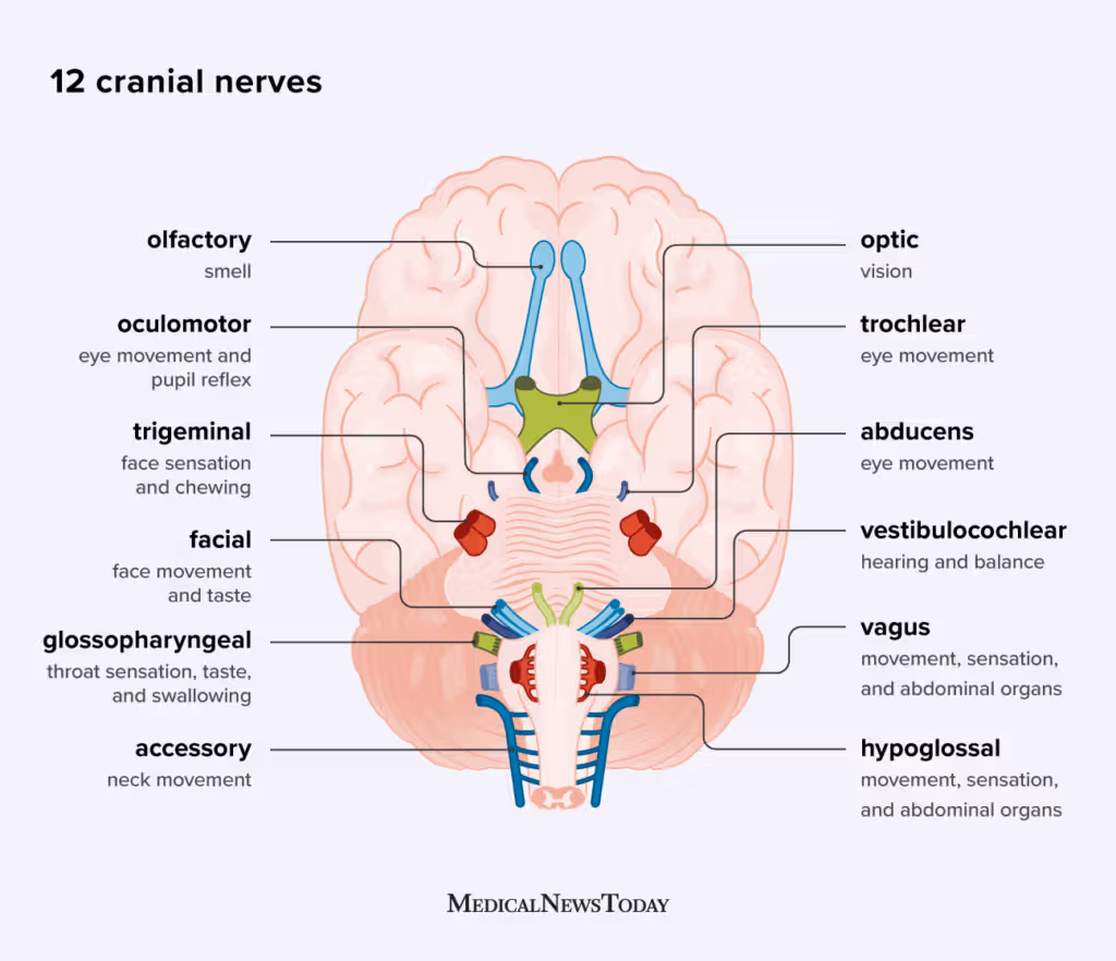 <p></p><ul><li><p><strong>CN V – Trigeminal</strong></p><ul><li><p>Function: Sensation to face &amp; mouth; motor to muscles of mastication</p></li><li><p>Role in Feeding: Chewing, jaw movement, oral sensation (e.g., detecting food in mouth)</p></li></ul></li><li><p><strong>CN VII – Facial</strong></p><ul><li><p>Function: Facial expression; taste to anterior 2/3 of tongue</p></li><li><p>Role in Feeding: Lip closure, cheek movement (buccinator), salivation, taste</p></li></ul></li><li><p><strong>CN XII – Hypoglossal</strong></p><ul><li><p>Function: Motor control of the tongue</p></li><li><p>Role in Feeding: Tongue movement for chewing, bolus formation, and propulsion during swallowing</p></li></ul></li></ul><p></p>