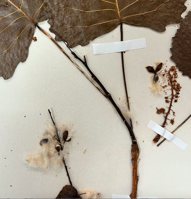 <p>Salicaceae</p><p><em>Populus</em></p>