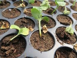 <ul><li><p>A fungal disease that affects seedlings, causing them to wilt and collapse, usually due to overly moist conditions and poor air circulation. It can lead to significant seedling loss before plants are established. </p></li><li><p>to fix improve drainage, reduce watering, and ensure adequate airflow. </p></li></ul><p></p>
