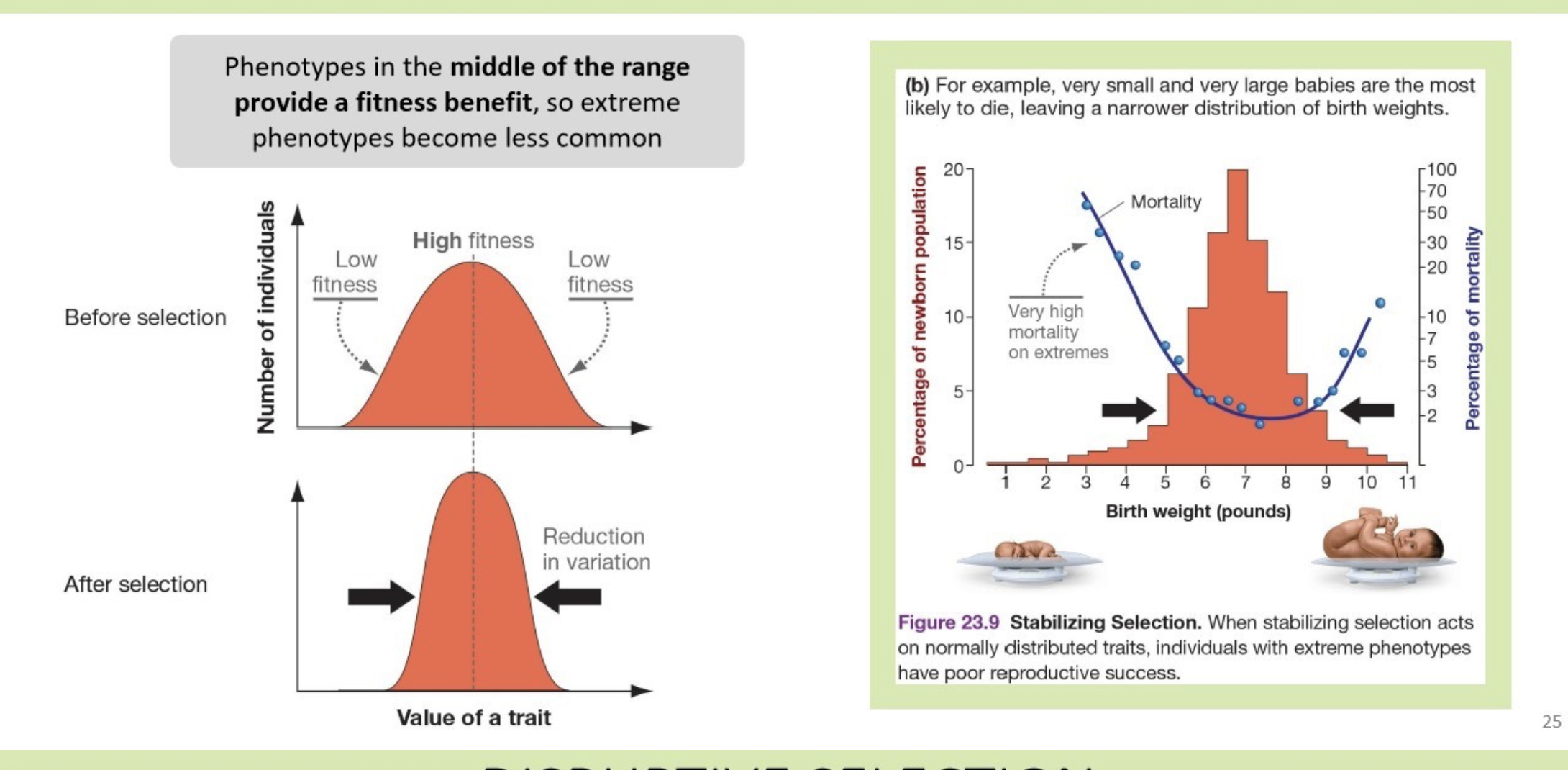 <p>(natural selection)</p><p>Phenotypes in the middle of the range provide a fitness benefit, so extreme phenotypes become less common</p><p><span><mark data-color="yellow" style="background-color: yellow; color: inherit">human birth weight, where babies with average weight have higher survival rates than those with very low or very high weights</mark></span></p>