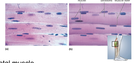 <p>Skeletal muscle</p>
