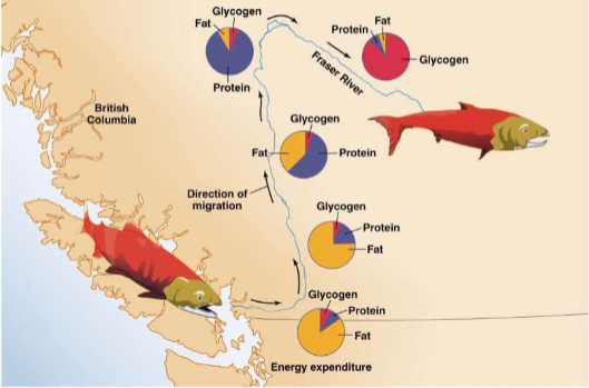 <p>Metabolic transitions</p>