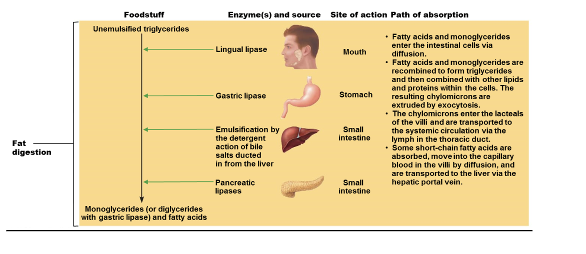 <p>1.  <strong>Mouth and Stomach</strong>: Fat digestion begins with lingual and gastric lipases.</p><p>2.  <strong>Emulsification</strong>: Bile salts from the liver break down large fat globules into smaller ones.</p><p>3.  <strong>Small Intestine</strong>: Pancreatic lipases break down triglycerides into fatty acids and monoglycerides.</p><p>4.  <strong>Absorption</strong>: Fatty acids and monoglycerides are absorbed into intestinal cells.</p><p>5. <strong> Chylomicron Formation</strong>: They are then reassembled into triglycerides and combined with other lipids and proteins to form chylomicrons.</p><p>6.  <strong>Transport</strong>: Chylomicrons enter the lymphatic system and are transported to the bloodstream. Short-chain fatty acids go directly to the liver.</p>