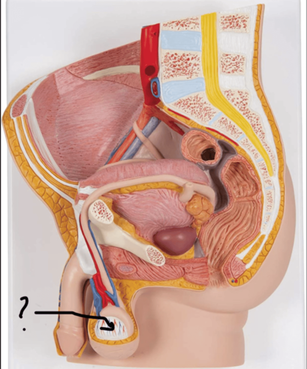 <p>name this organ</p>