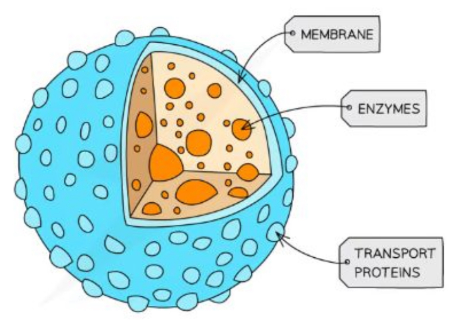 <ul><li><p>Specialist forms of vesicles which contain hydrolytic enzymes (enzymes that break down biological molecules)</p></li><li><p>The enzymes break down waste materials such as worn-out organelles</p></li><li><p>Cells of the immune system &amp; cells involved in apoptosis (when the cell is instructed to kill itself) use lysosomes a lot</p></li></ul>