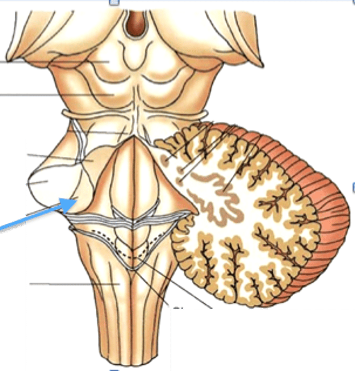 <p>connects cerebellum to medulla</p>