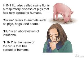 <p>swine flu</p>