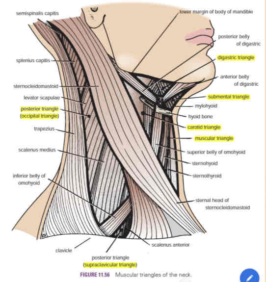<p>Posterior triangle</p>