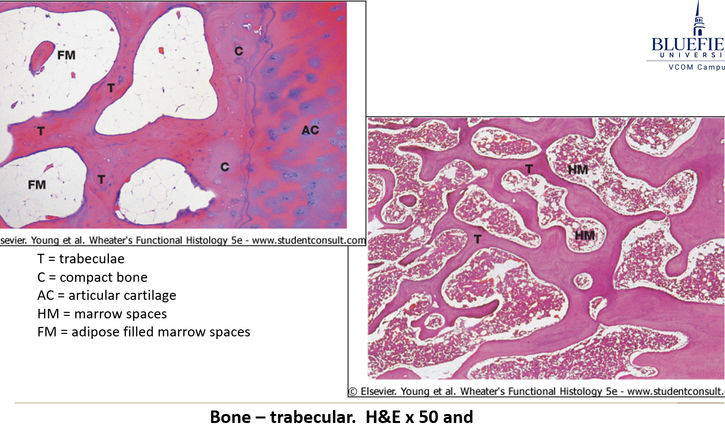 <ul><li><p><strong>Cortex (Compact bone):</strong> Solid outer region.</p></li><li><p><strong>Medullary (Marrow) cavity:</strong> Contains blood cell progenitors (in children) or fat (in adults).</p></li><li><p><strong>Spongy bone:</strong> Contains <strong>trabeculae </strong>that withstand stress and house blood cells or fat.</p></li></ul><p></p>