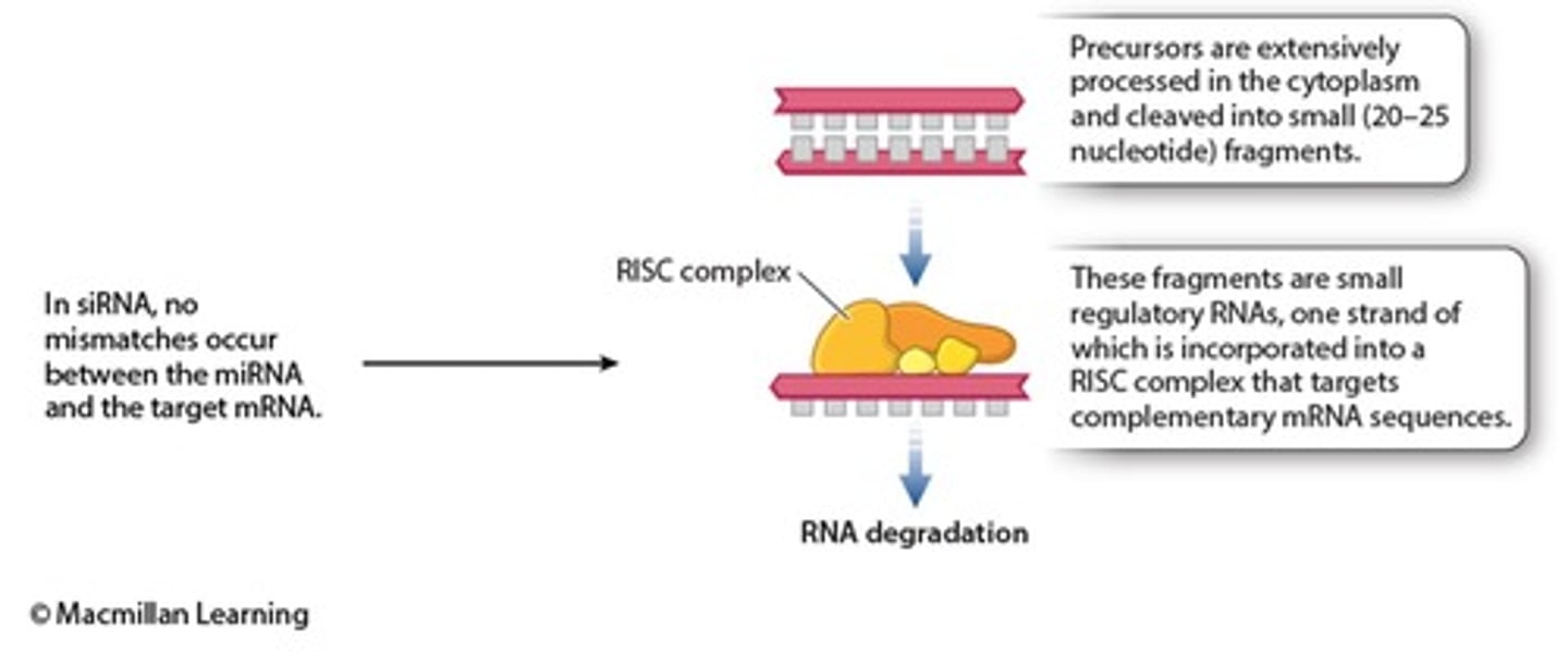 <p>Functions mainly in defense against foreign double-stranded RNA (such as viruses)</p><p>Regulate gene expression when too much mRNA is present</p><p>Works by binding perfectly to mRNA and destroying it</p>