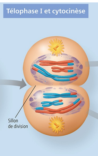<p>Formation de cellules haploïdes, mais avec chromosomes répliqués (doubles).</p>