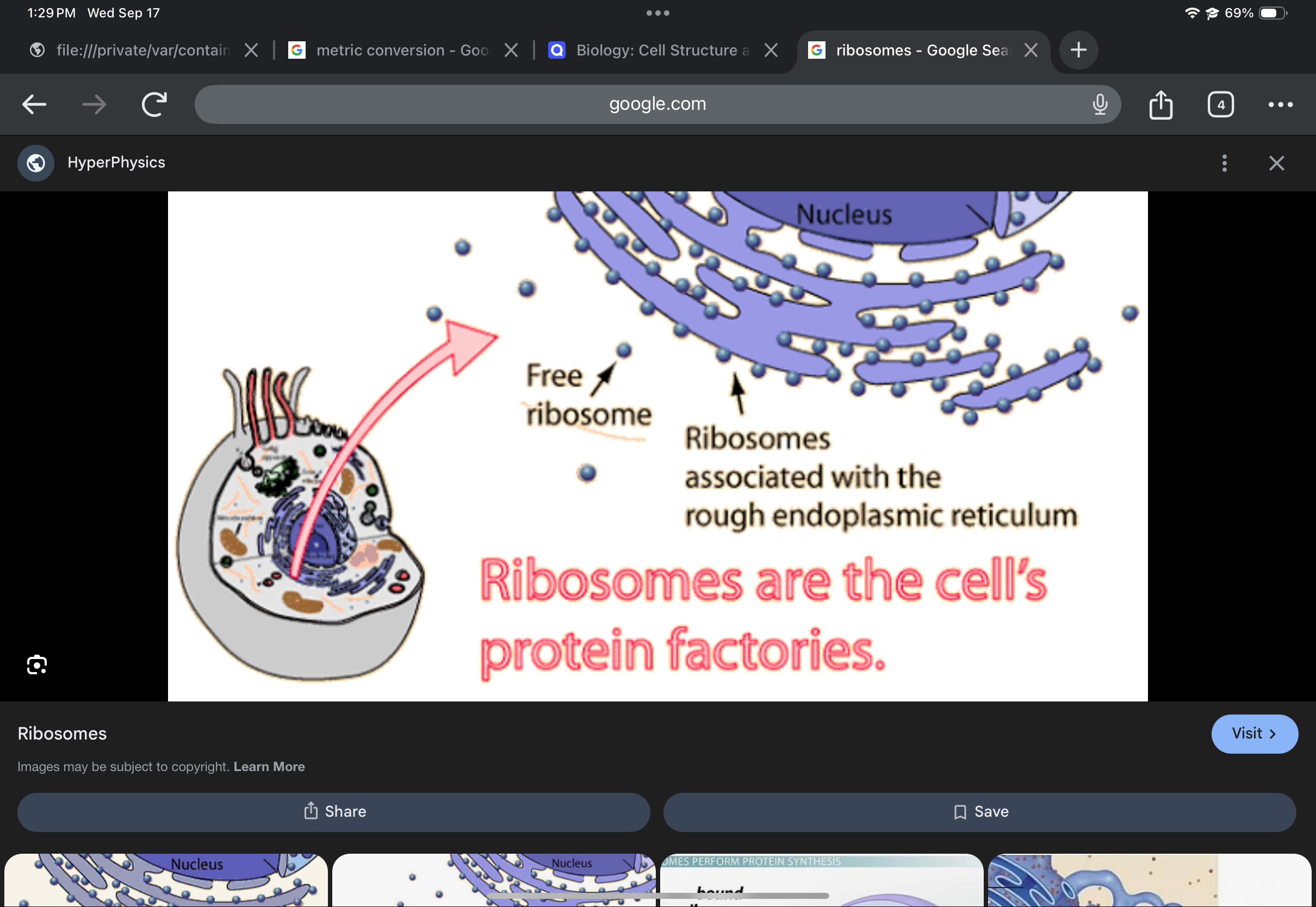 <p>Protein and RNA complex that synthesizes proteins; composed of two subunits.</p>