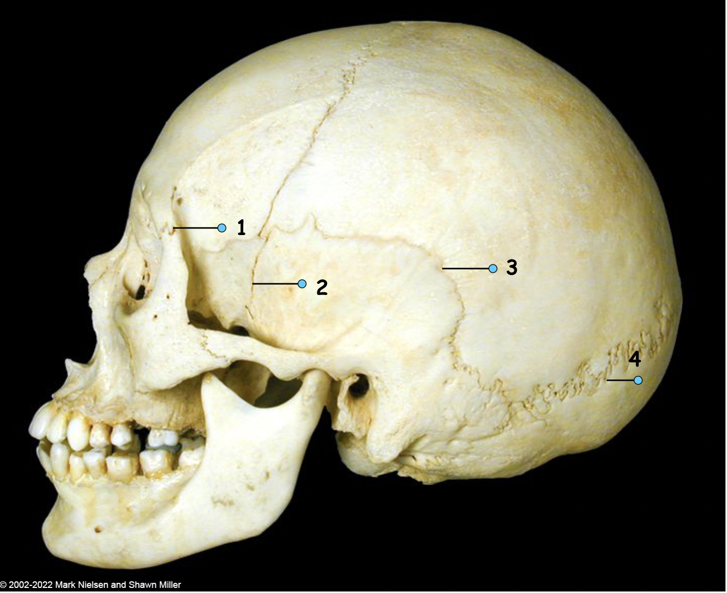 <p>What is number 3?</p>