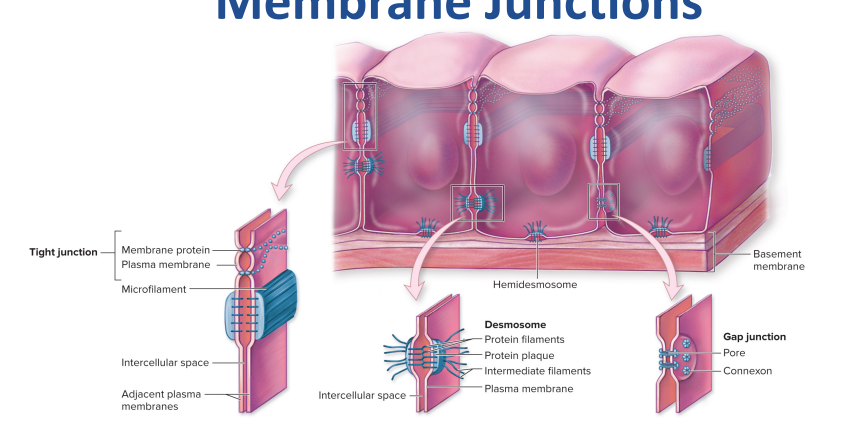 <p>Tight junctions, desmosomes (including hemidesmosomes), and gap junctions</p>