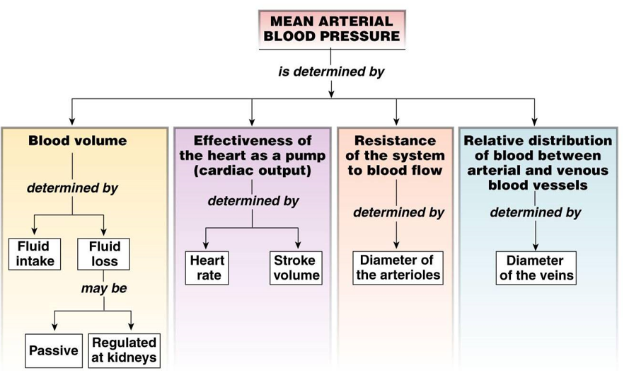 <p><u>factors influencing mean arterial pressure</u></p><ul><li><p><strong>blood volume</strong>: fluid intake and loss, regulate by kidneys</p></li><li><p><strong>cardiac output</strong>: heart rate, stroke volume</p></li><li><p><strong>resistance</strong>: arteriole diameter</p></li><li><p><strong>relative distribution of blood</strong> between arterial and venous blood vessels: vein diameter</p></li></ul>