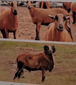 <p>light to reddish coat color. black facial markings and black bellies, legs and chest. american are horned. barbados are polled. american develped by cross breeding mouflon and barbados blackbellies. no wool. do well in warmer climates. females are capable of breeding off season. lean meat, milk flavor.</p>