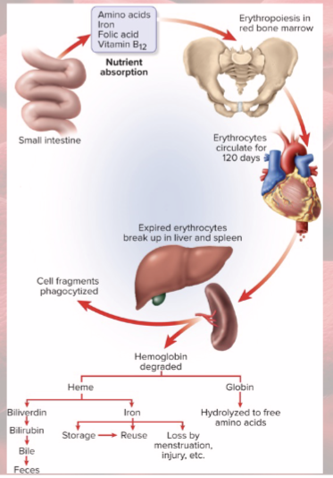 <p>Globins hydrolyzed into amino acids</p><p>Iron removed from heme</p><ul><li><p>heme converted to biliverdin</p></li><li><p>biliverdin converted to bilirubin, released into blood</p></li><li><p>liver takes bilirubin and secretes into bile</p></li><li><p>bile concentrated in gall bladder: released into small intestines; bacteria create urobilinogen</p></li></ul><p></p>
