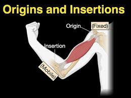 <ul><li><p>Muscles have an origin attached to an immovable bone, and an insertion attached to a movable bone.</p></li><li><p>When muscles contract around joints, it causes movement.</p></li></ul><p></p>