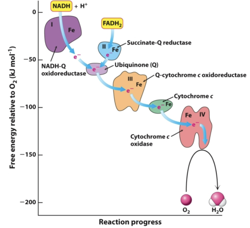 <ul><li><p>Site of electron flow from NADH and FADH<sub>2</sub> (succinate) from the CAC and other catabolic pathways</p></li><li><p>Four multienzyme complexes connected by two mobile carries: ubiquinone (Q) and cytochrome c</p></li><li><p>Electrons flow from –Eo’ to +Eo’ (delta Eo’ is positive, so delta Gº’ is negative)</p></li><li><p>During electron flow, H<sup>+</sup> are pumped from the matrix to the cytosolic side of the mitochondrial inner membrane</p></li></ul><p></p>