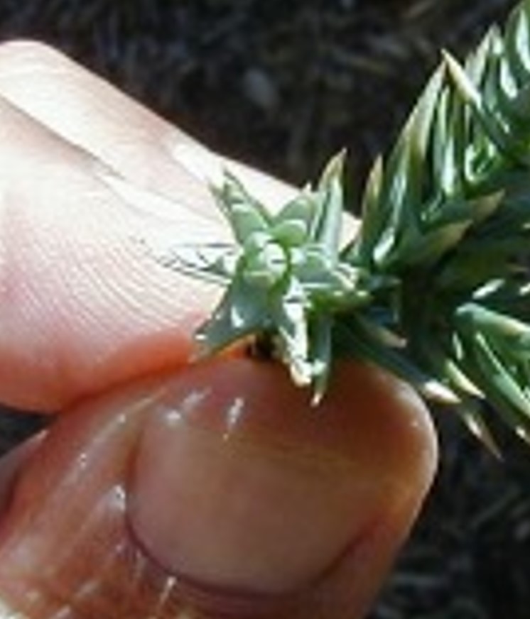 <p>Single seed juniper - Juniperus squamata</p>